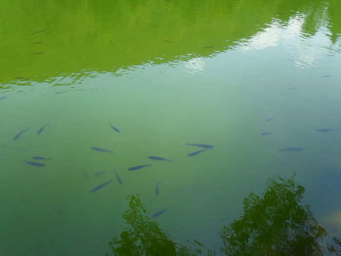 lacul de la  manastirea Brancoveneasca