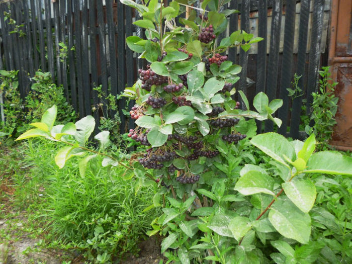 Arbust 1 Aronia melanocarpa nero - Arbusti ornamentali fructiferi - Aronia melanocarpa nero Scorus negru