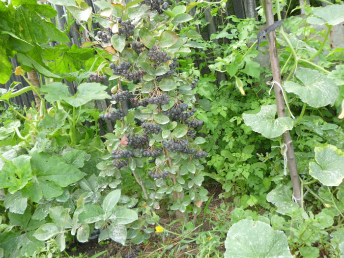 Arbust 2 Aronia melanocarpa nero - Arbusti ornamentali fructiferi - Aronia melanocarpa nero Scorus negru
