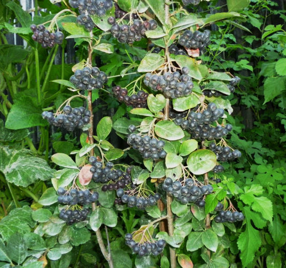 Arbust 2 Aronia 27.07.2013 - Arbusti ornamentali fructiferi - Aronia melanocarpa nero Scorus negru