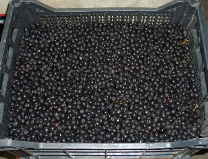 Fructe proaspete de Aronia-20 lei-kg - Arbusti ornamentali fructiferi - Aronia melanocarpa nero Scorus negru