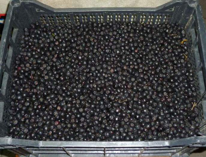 Fructe proaspete de Aronia-20 lei-kg