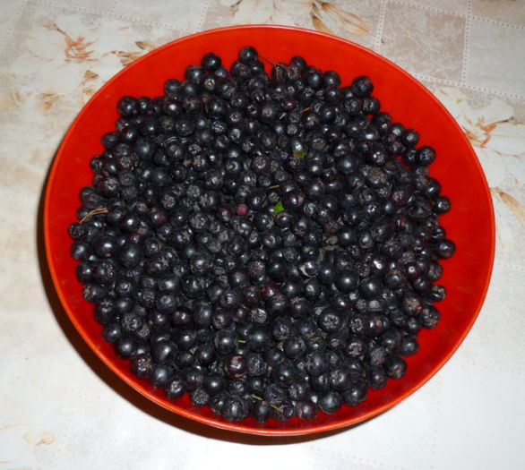 Fructe proaspete de Aronia. - Arbusti ornamentali fructiferi - Aronia melanocarpa nero Scorus negru