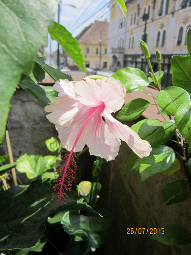 IMG_1588 - hibiscus