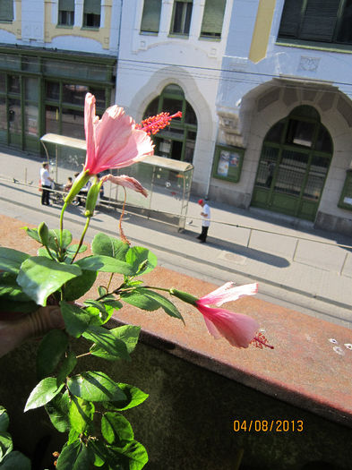 IMG_1606 - hibiscus