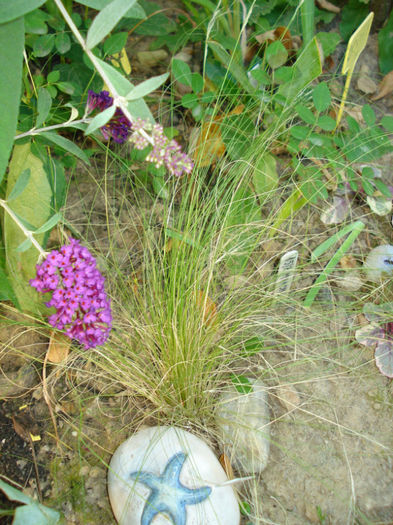 Stipa tenuissima Pony Tails - apoi continuarea 2013