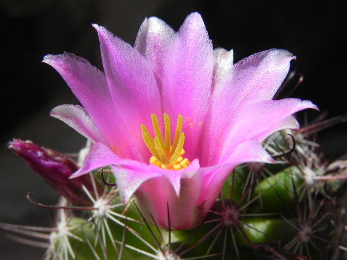 Mammillaria grahamii - cactusi 2013