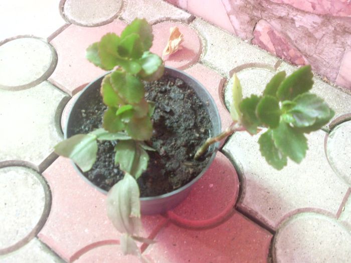 IMG_4362 - evolutie plante 05-08-2013