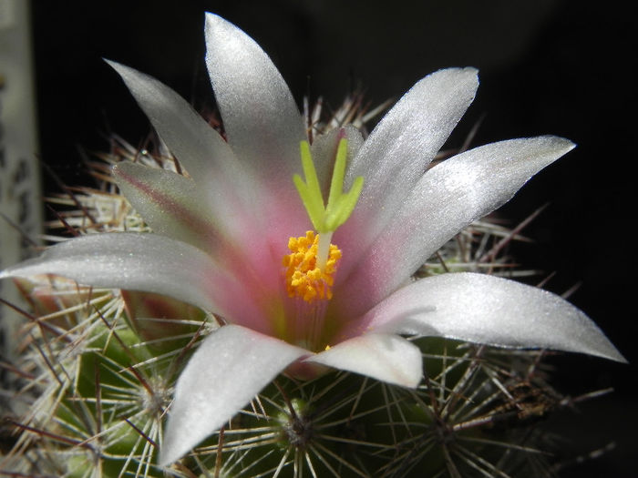 Mammillaria estebanensis - cactusi 2013