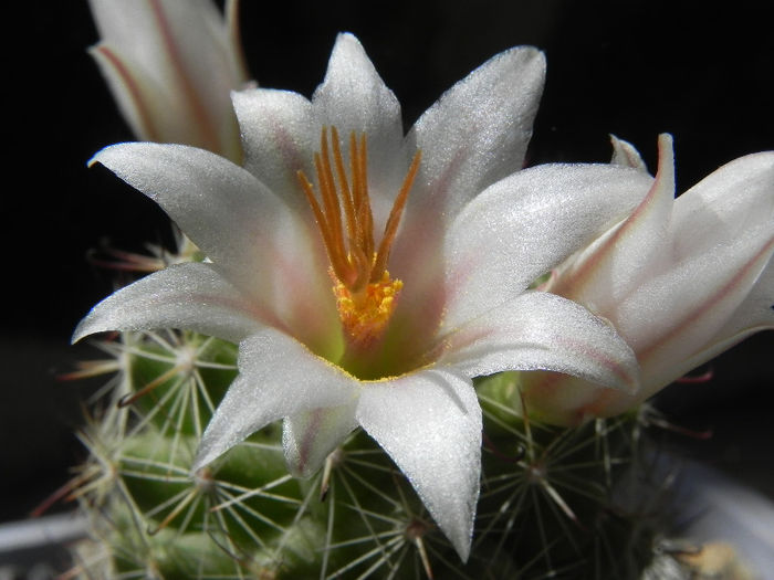 Mammillaria louisae - cactusi 2013