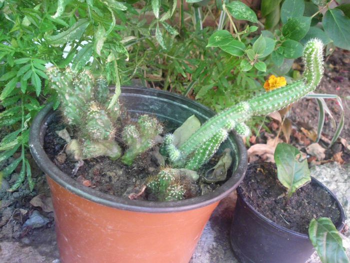 IMG_4379 - evolutie plante 05-08-2013