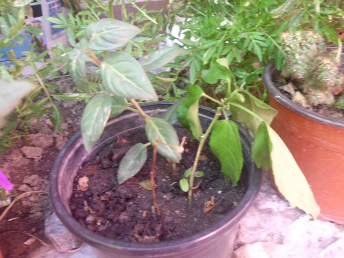 IMG_4381 - evolutie plante 05-08-2013