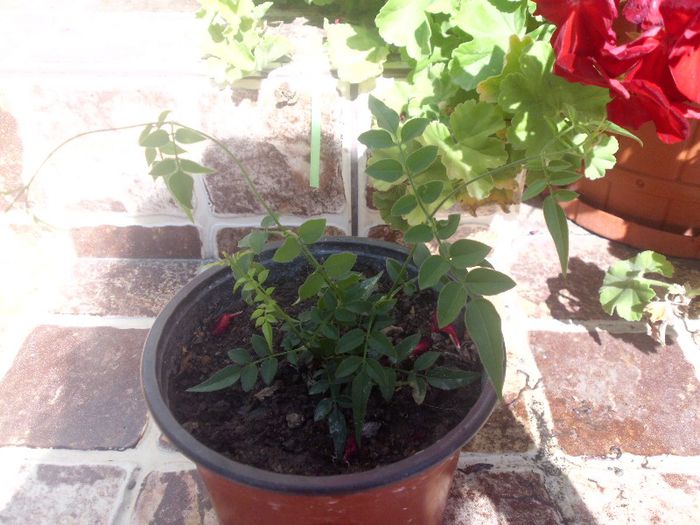 IMG_4383 - evolutie plante 05-08-2013