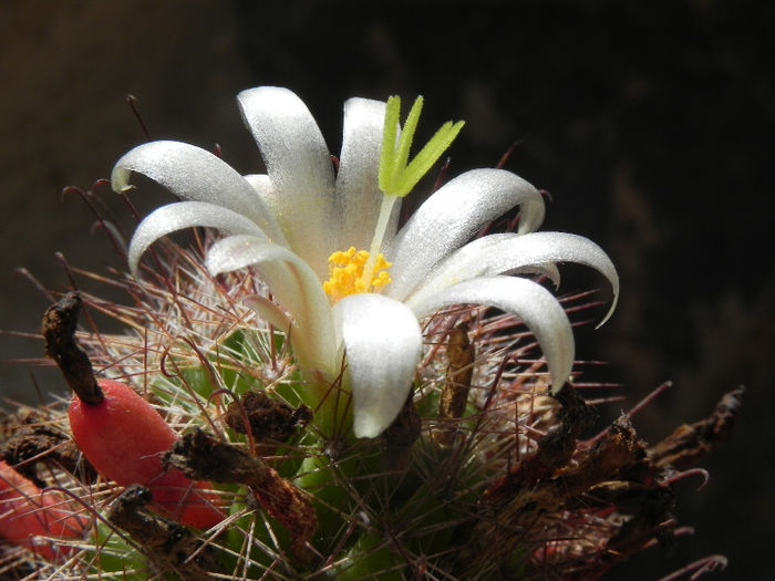 Mammillaria dioica - cactusi 2013