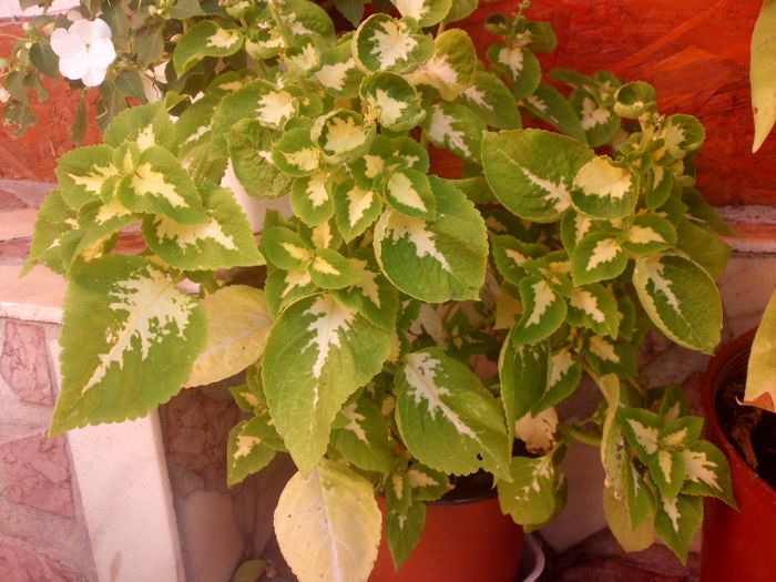 IMG_4392 - evolutie plante 05-08-2013