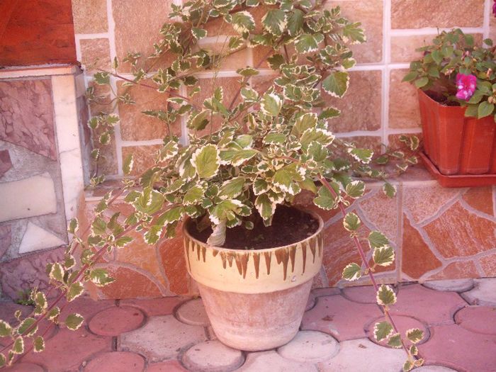 IMG_4396 - evolutie plante 05-08-2013