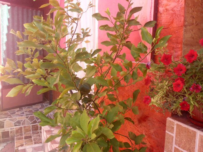 IMG_4393 - evolutie plante 05-08-2013