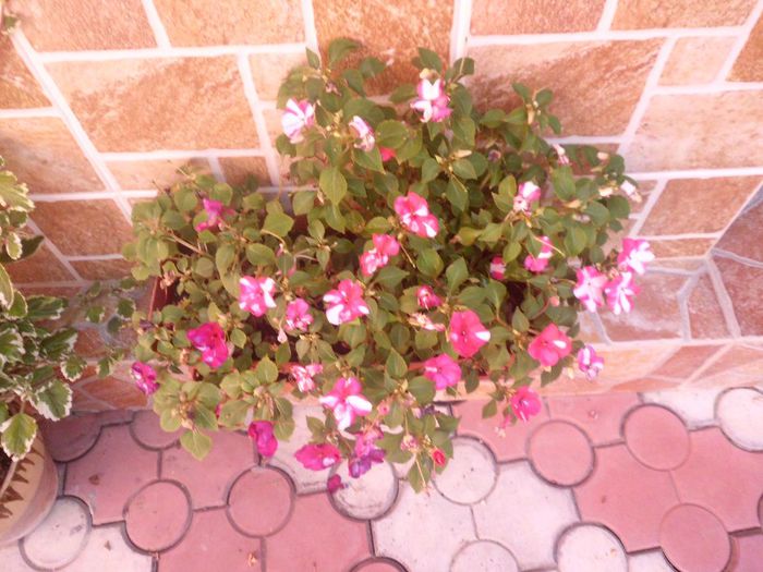 IMG_4398 - evolutie plante 05-08-2013