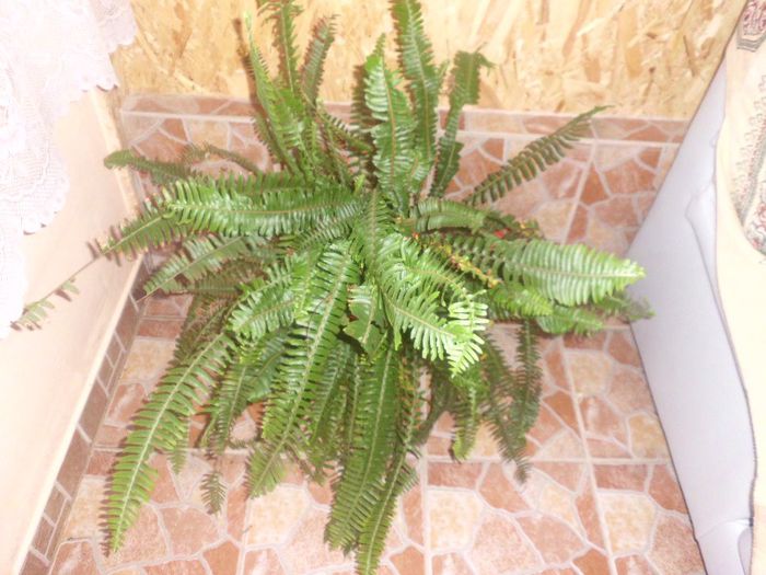 IMG_4402 - evolutie plante 05-08-2013