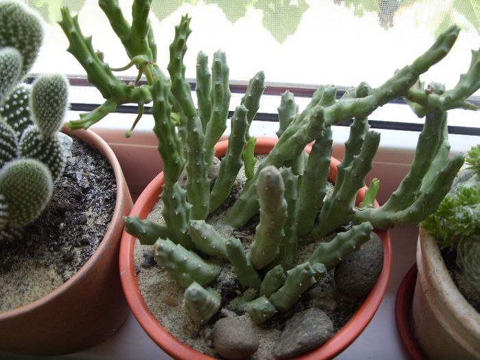 stapelia variegata - cactusi si suculente