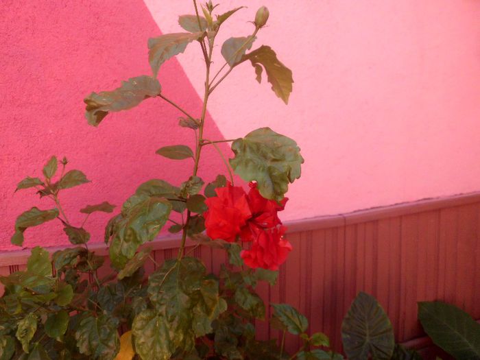IMG_4409 - evolutie plante 05-08-2013