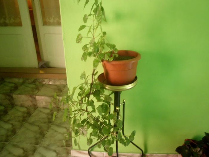 IMG_4411 - evolutie plante 05-08-2013