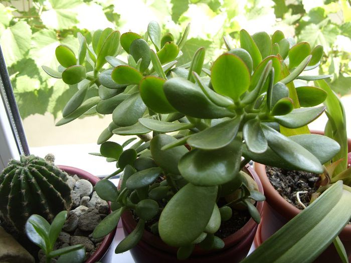 crassula ovata