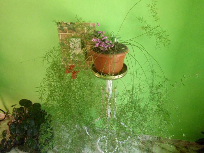 IMG_4414 - evolutie plante 05-08-2013