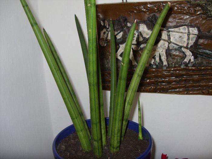 sansevieria cylindrica - cactusi si suculente