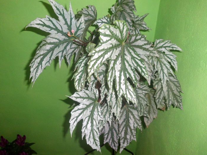 IMG_4418 - evolutie plante 05-08-2013