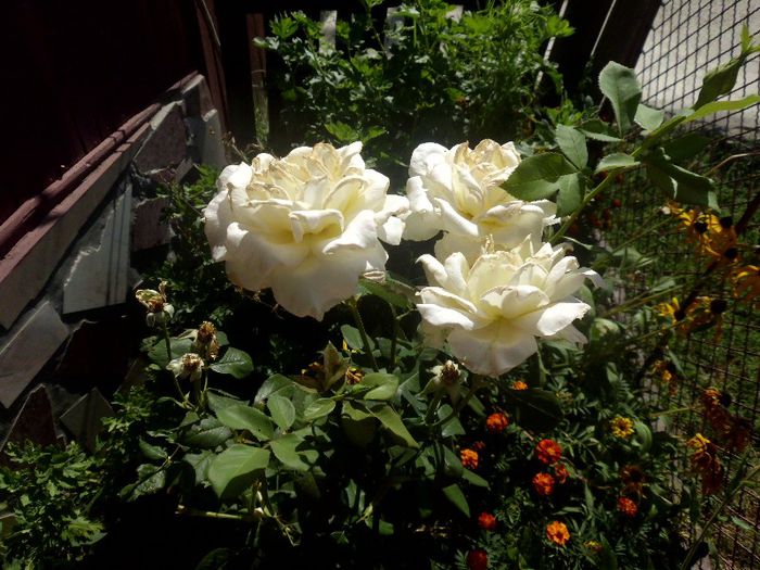IMG_4427 - evolutie plante 05-08-2013