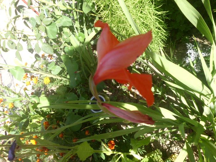 IMG_4428 - evolutie plante 05-08-2013