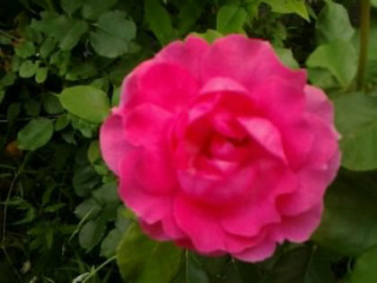  - necunoscut -3-roz ciclam floribunda