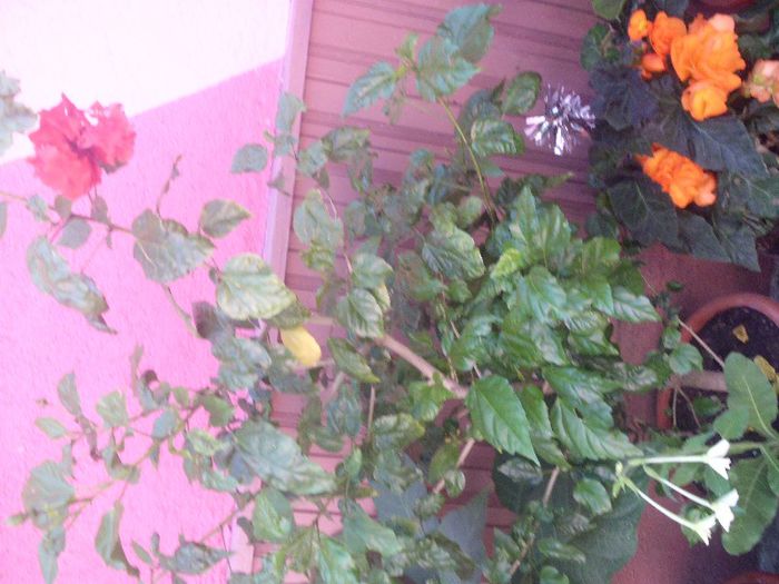 e mai batran - HIBISCUSI2013