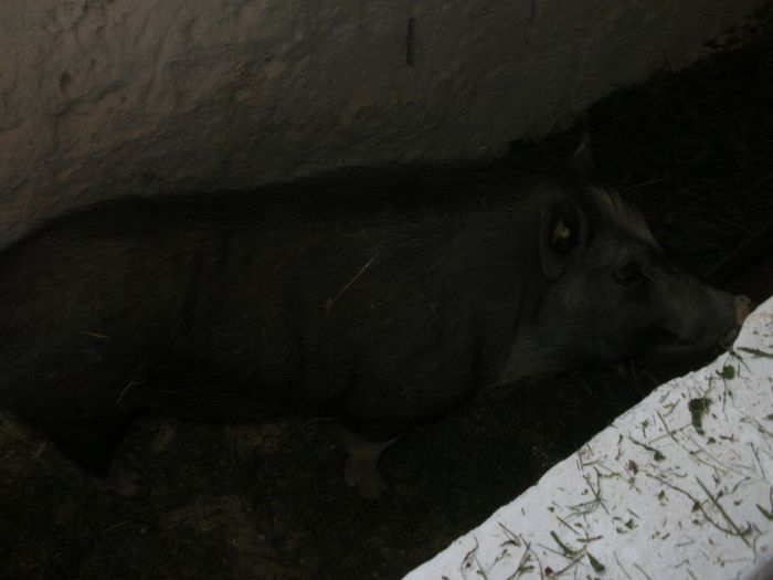 P6140020 - Porci vietnamezi