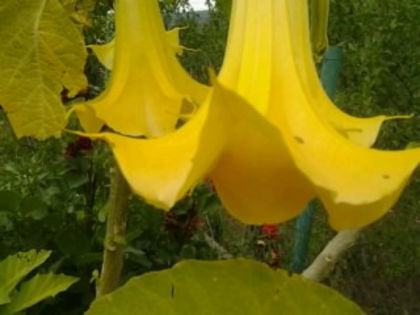  - brougmansia 2013