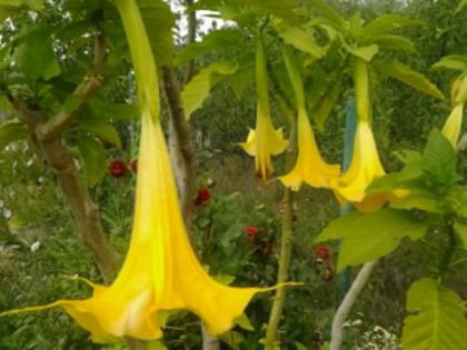  - brougmansia 2013