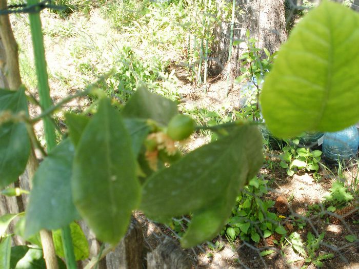 P4220135 - Raiul nostru verde