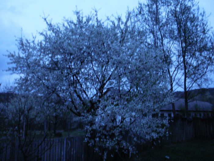 P4130002 - Raiul nostru verde