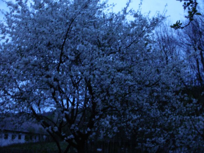 P4130004 - Raiul nostru verde
