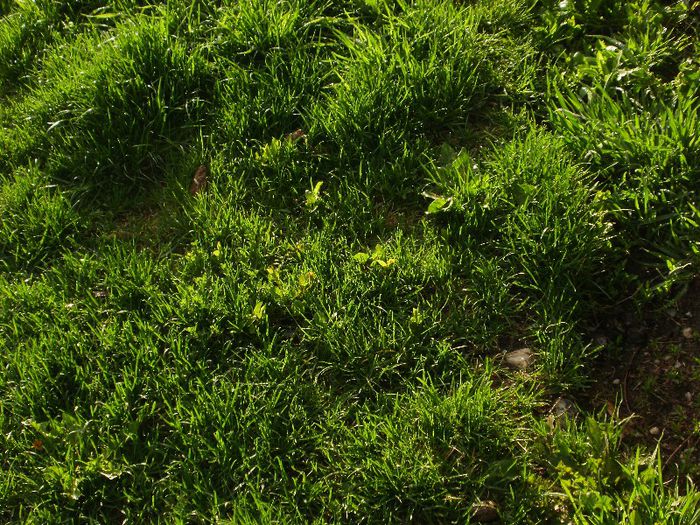 P4170025 - Raiul nostru verde