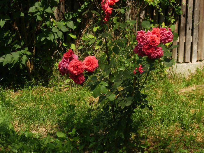 P6150103