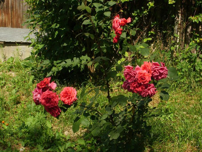 P6150104