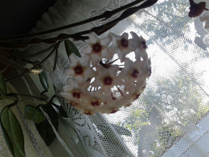 2013-08-04 18.46.29 - Hoya carnosa