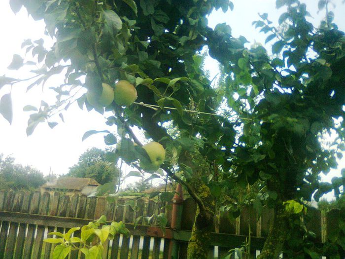 mar in gutui - altul; indepartat
