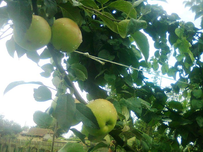 Fotomar in gutui - altul; in apropiere
