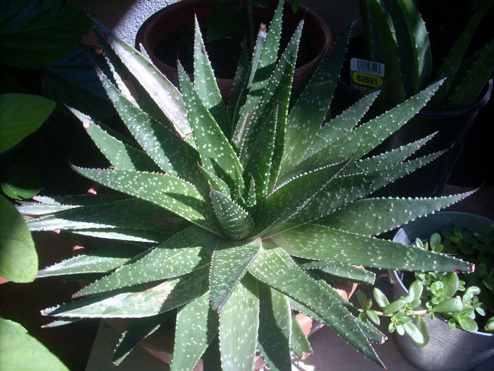 aloe