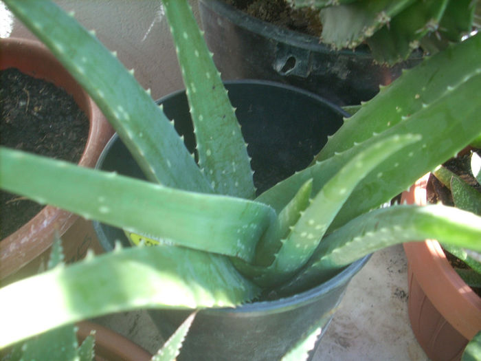 aloe barbadensis miller