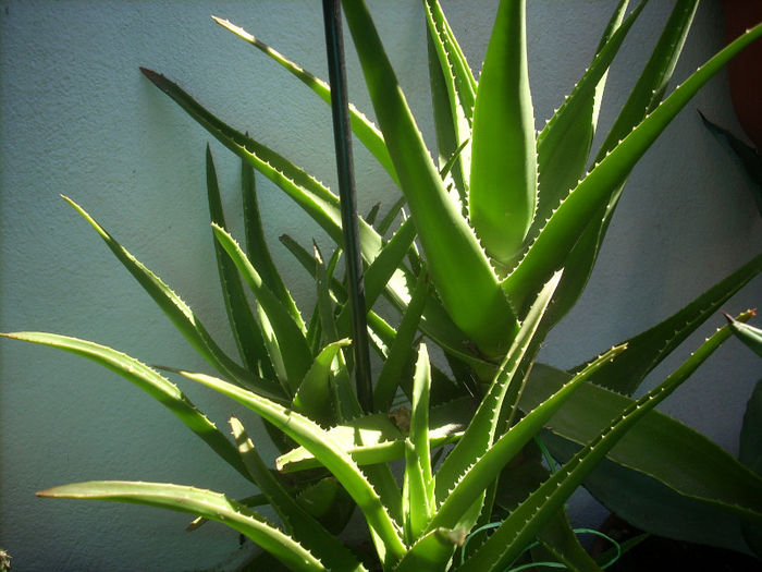 aloe