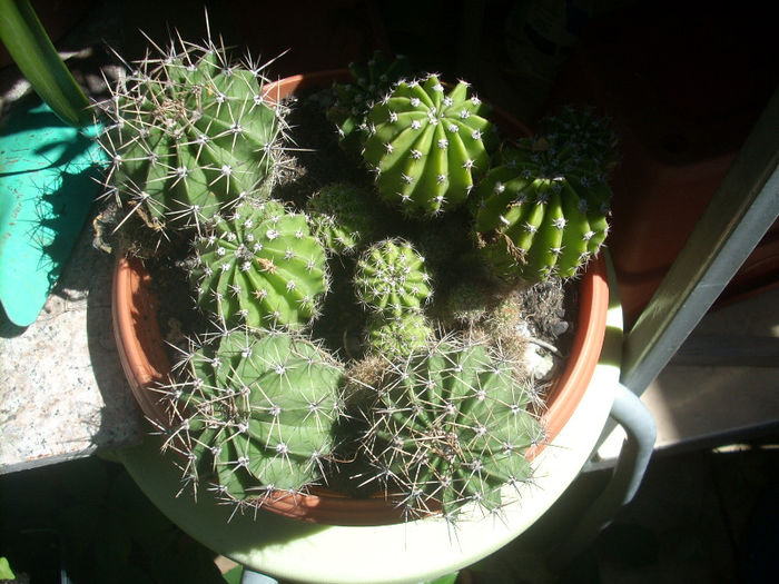 echinopsis - suculente 2013-2014-2015-2016